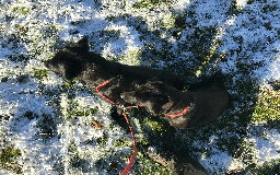 Labrador Retriever dogs for sale: Labrador Puppies from Working Parents - Image 4