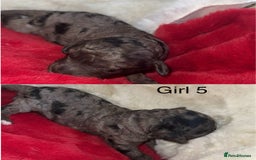 Cockapoo dogs for sale: F1B cockapoos (Merls & Solid Black) - Advert 6