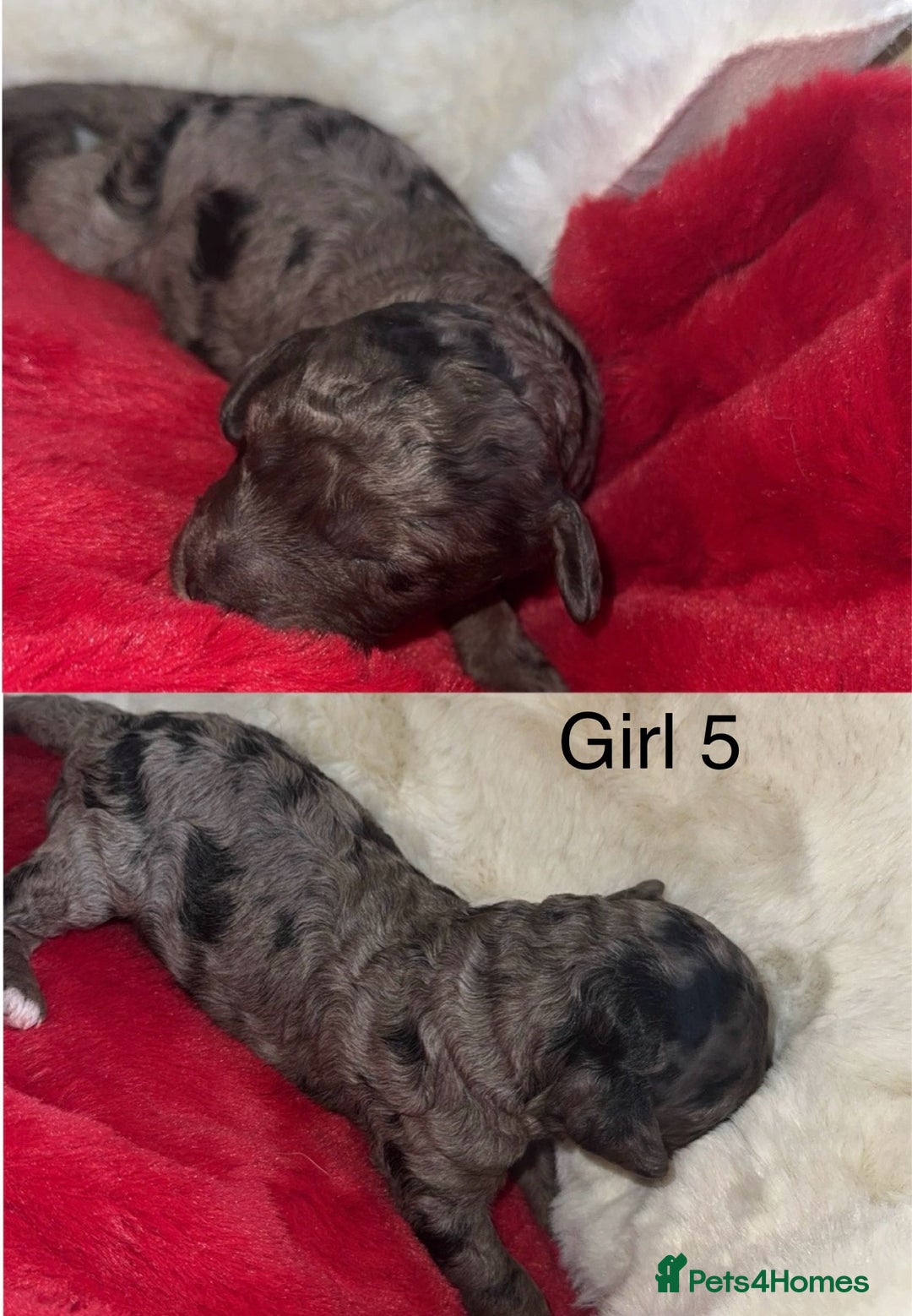 Cockapoo dogs for sale: F1B cockapoos (Merls & Solid Black) - Advert 6