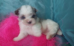 Yorkshire Terrier dogs for sale: Rare Colourful Pedigree Yorkies Certified Breeder - Image 33