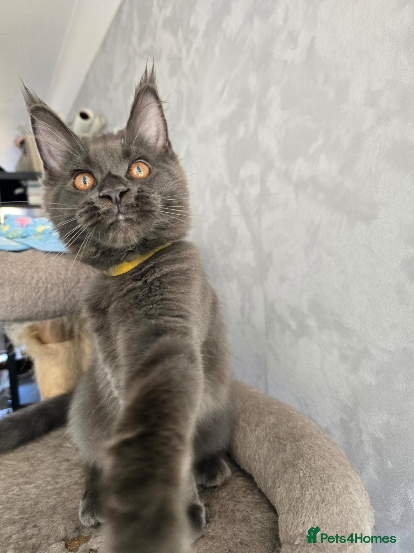 Maine Coon cats Blue Maine Coon tica registered  - Advert 2