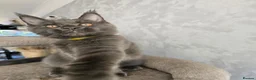 Maine Coon cats for sale: Blue Maine Coon tica registered  - Advert 1