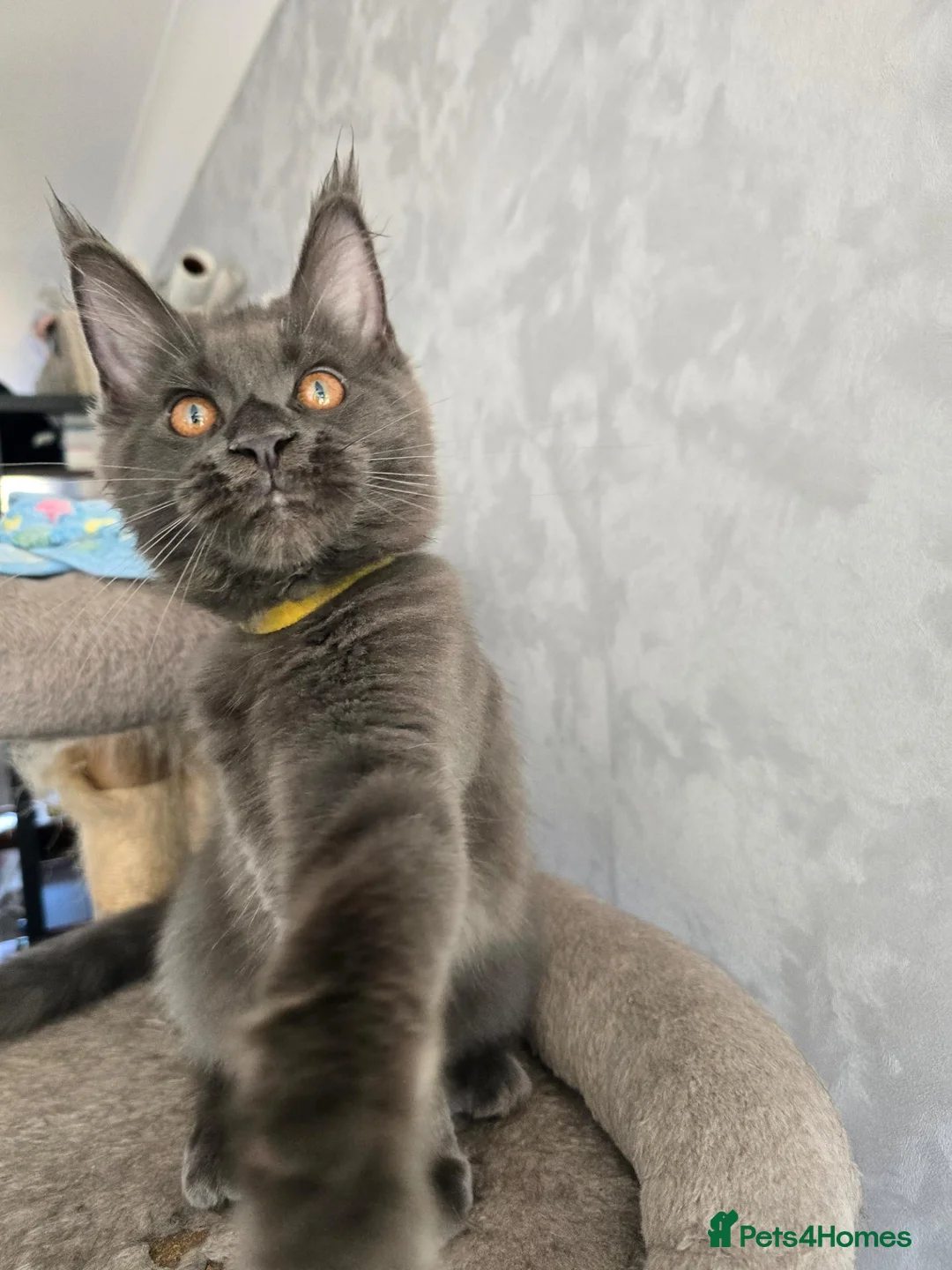 Maine Coon cats for sale: Blue Maine Coon tica registered  - Advert 1
