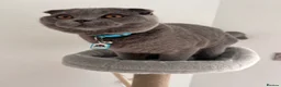 Scottish Fold cats for sale: One Scottish Boy for Sale  - Advert 8