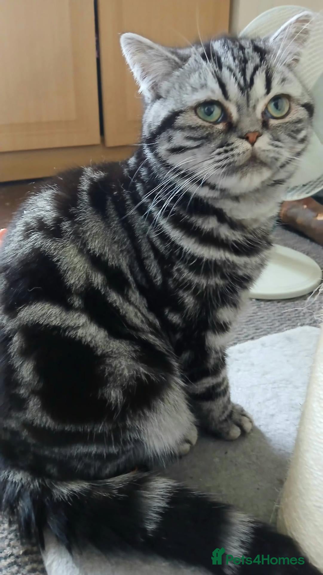 British Shorthair cats Bsh. Silver Tabby./Active/Nonactive.  🍄🍒 - Advert 16