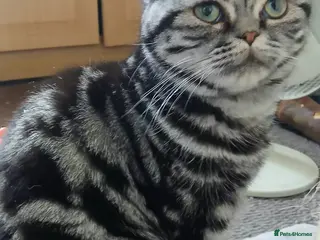 British Shorthair cats Bsh. Silver Tabby./Active/Nonactive. 🍄🍒 - Advert 16
