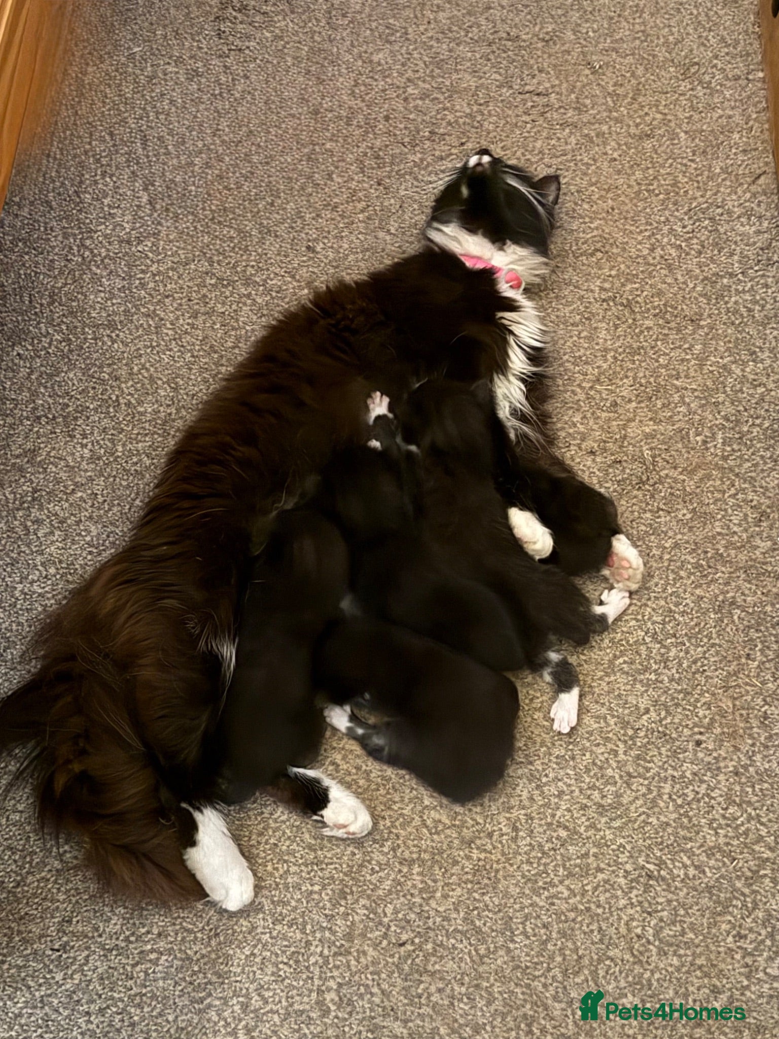 Mixed Breed cats 1/2 Maine coon kittens x5  - Advert 1