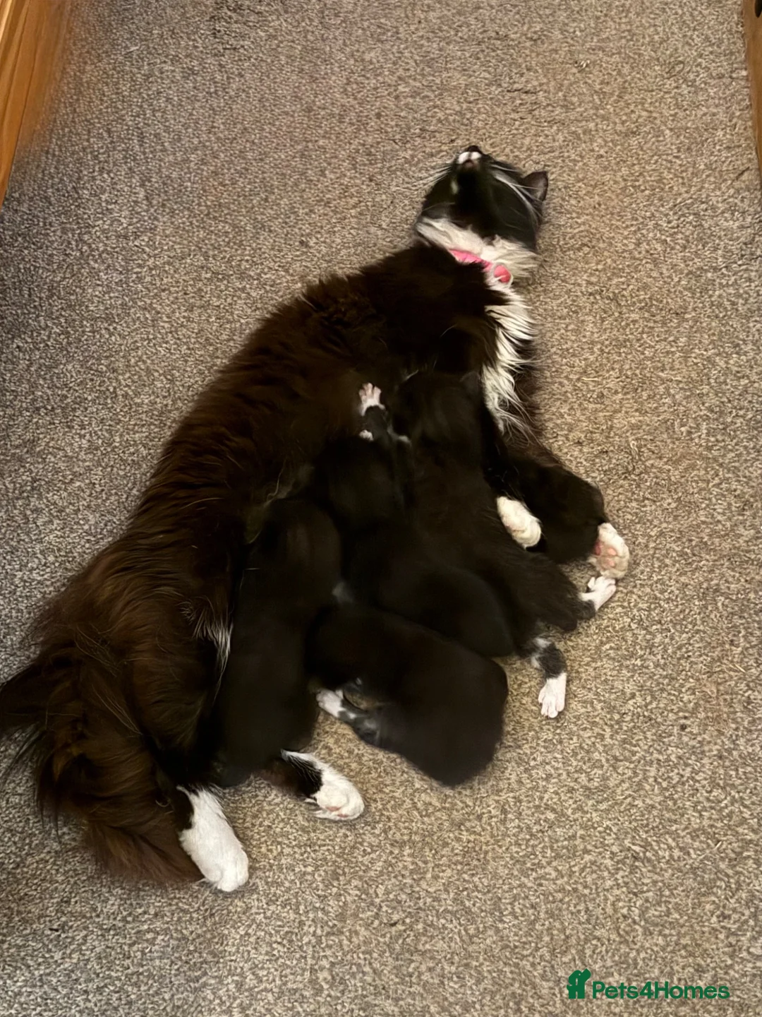 Mixed Breed cats for sale: 1/2 Maine coon kittens x5  - Advert 1