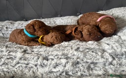 Toy Poodle dogs for sale: Toy poodle puppies - Advert 7