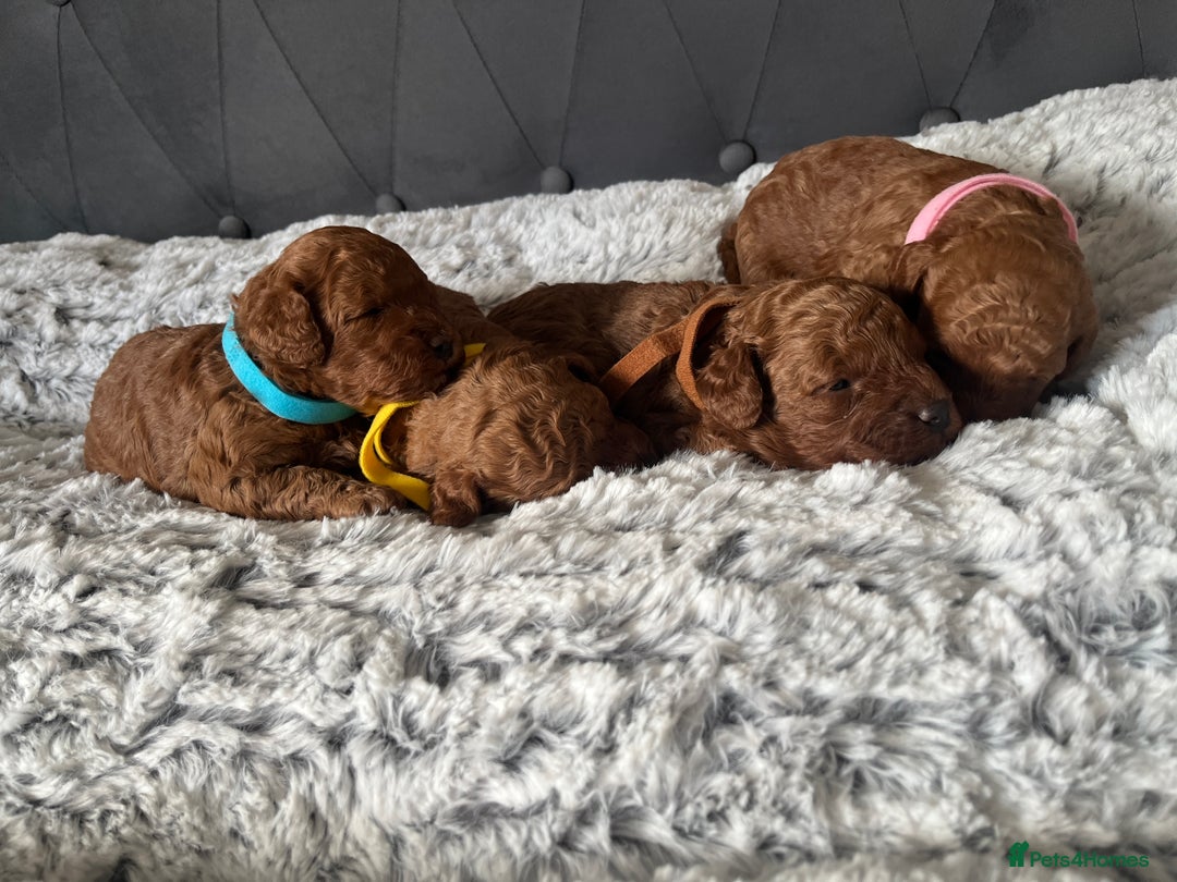 Toy Poodle dogs for sale: Toy poodle puppies - Advert 7