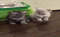 Perdoll cats for sale: Beautiful perdoll babies - Image 13