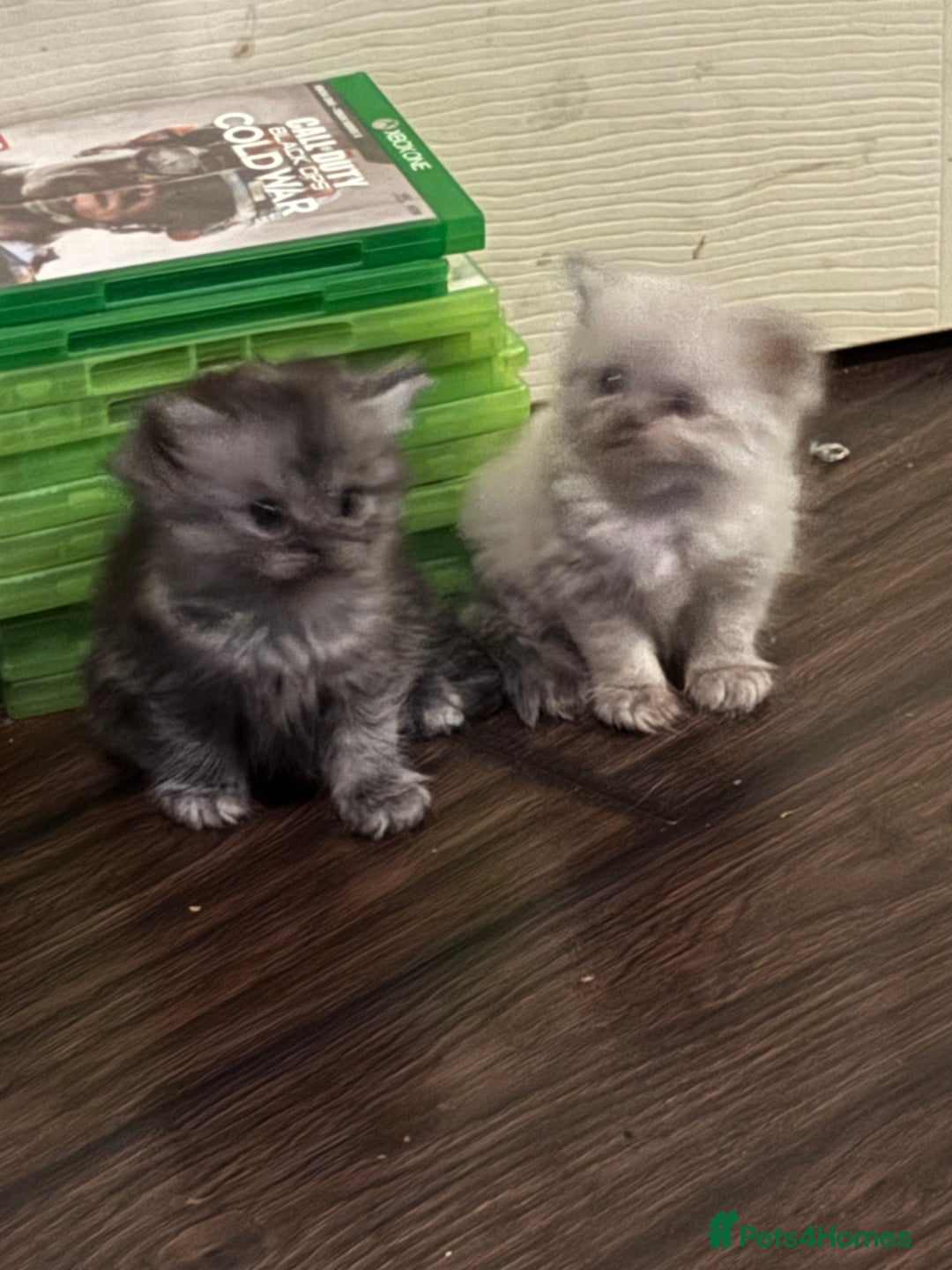 Perdoll cats for sale: Beautiful perdoll babies - Image 13