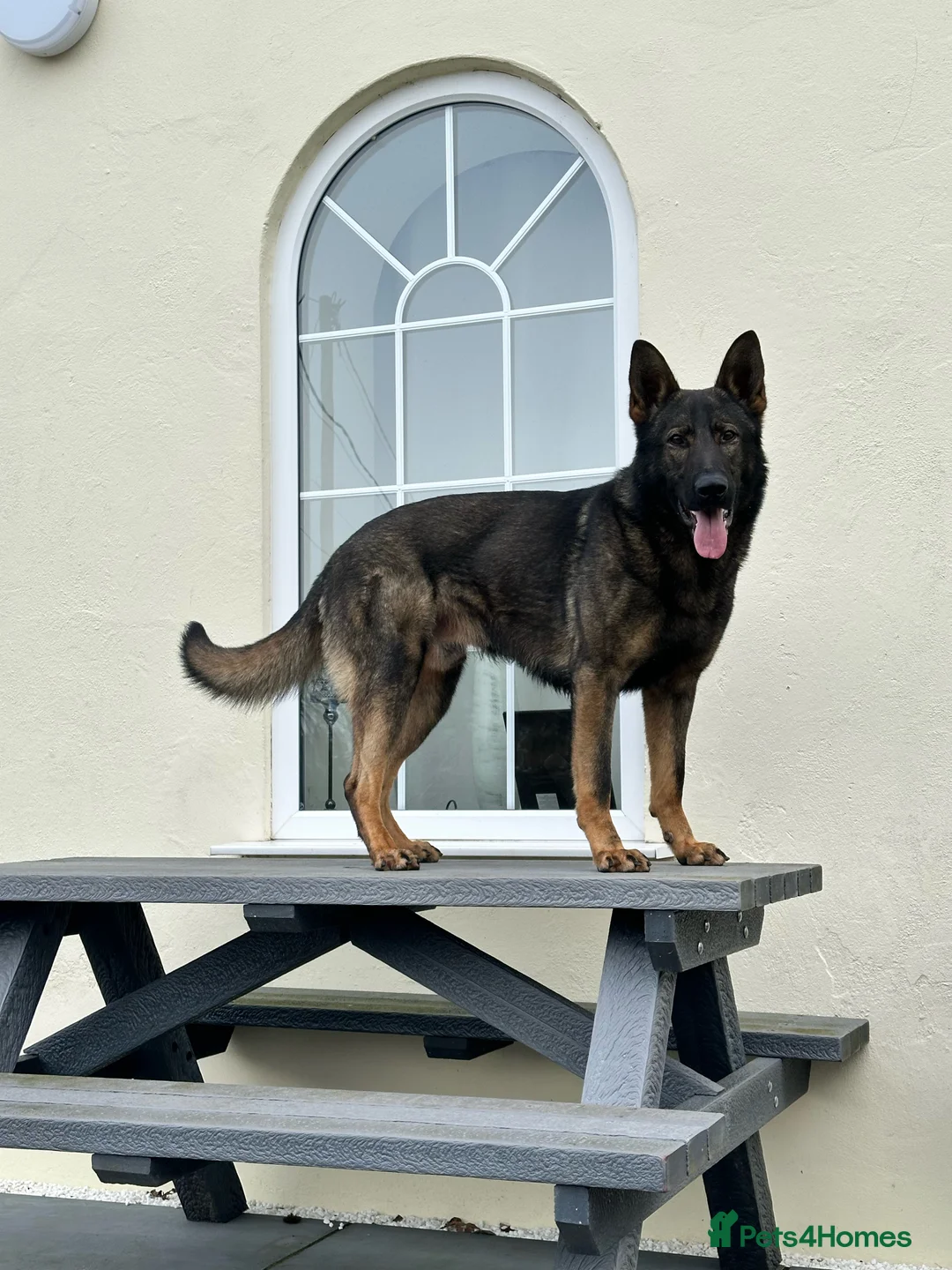 German Shepherd dogs for stud: Dark Sable German Shepherd for Stud in Monmouth - Advert 3