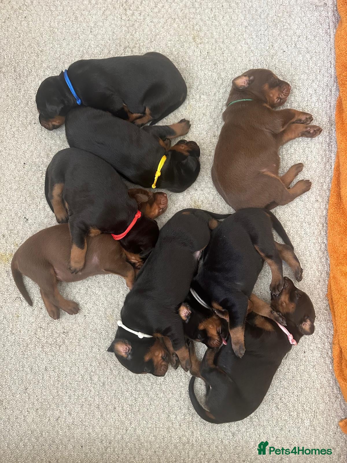 Dobermann dogs Beautiful Full Doberman Puppies–Ready from 8 Weeks - Advert 1