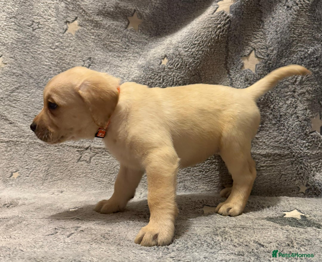 Labrador Retriever dogs for sale: Labrador retriever puppies  - Advert 11