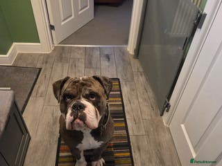 Olde English Bulldogge dogs NEBBR registered - Advert 15