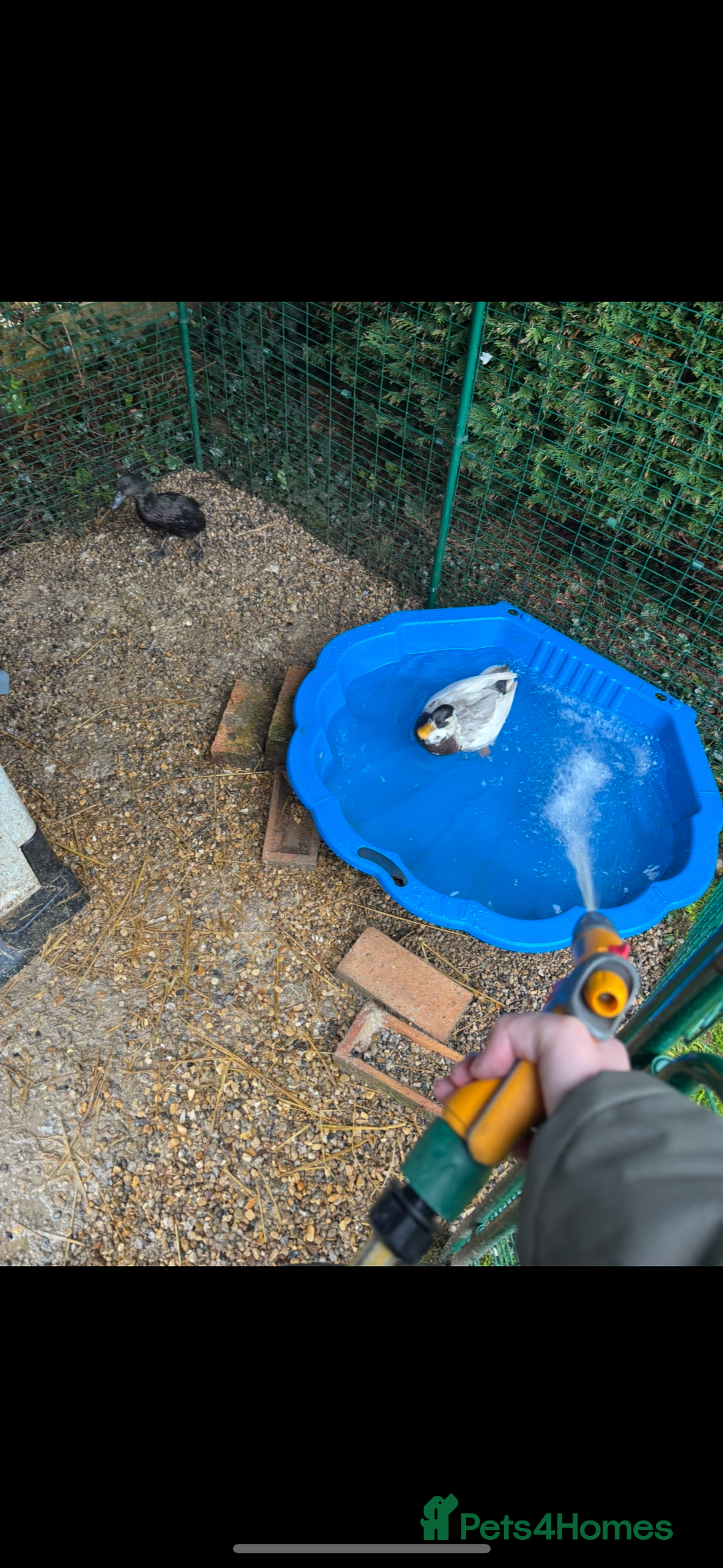 Ducks poultry for sale: Omlet 8x8x8 run & 4 ducks - Advert 2