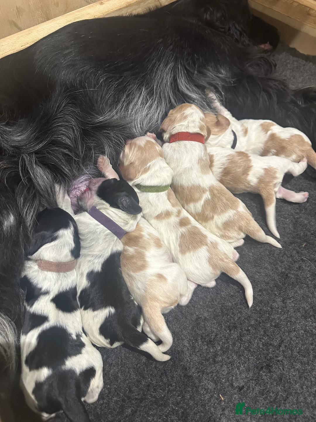 Cocker Spaniel dogs for sale: 🐾 Beautiful Show Cocker Spaniel Puppies 🐾 in Preston - Advert 11