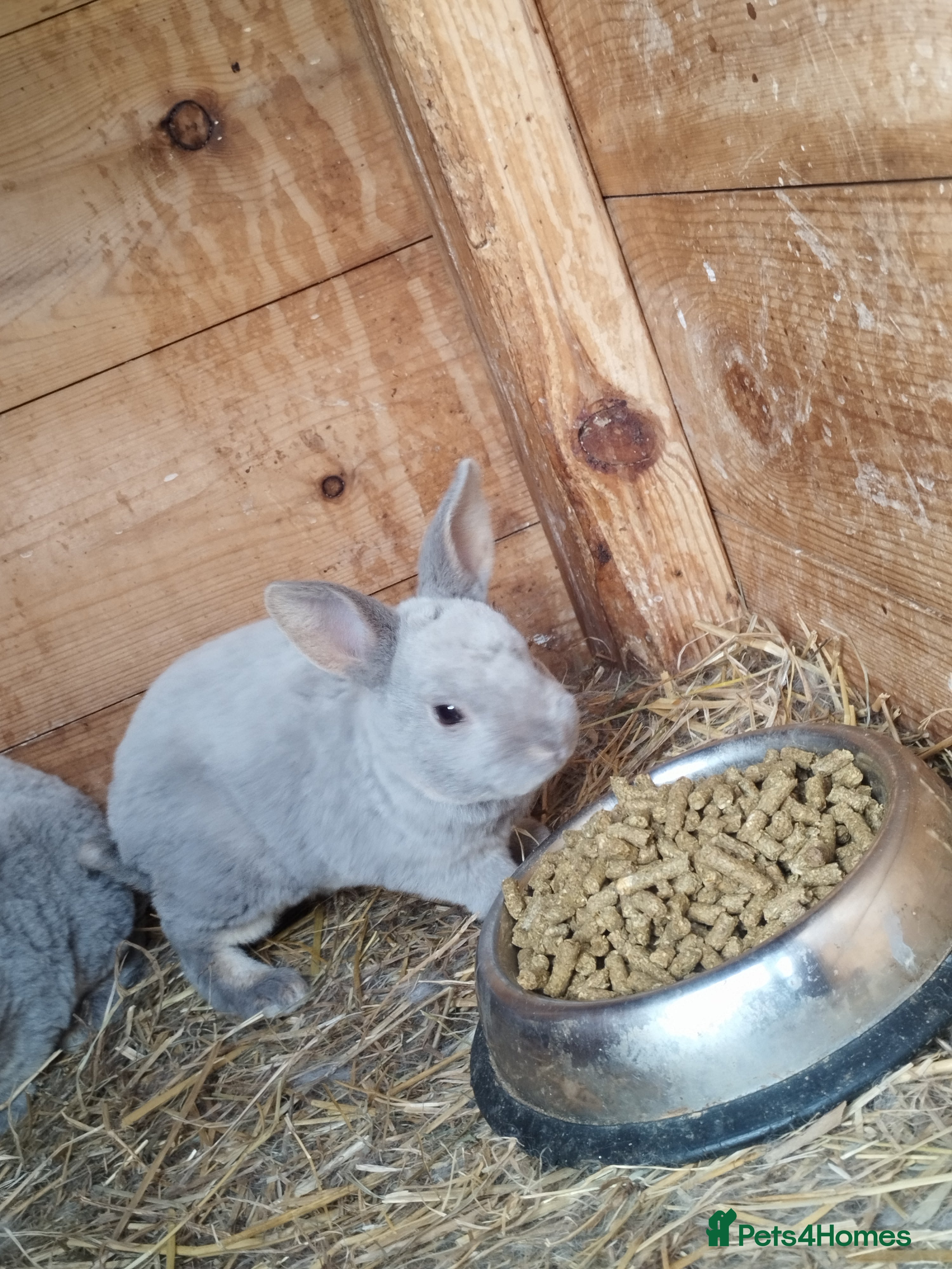 Canaries birds Baby opal blue mini rex   - Advert 1