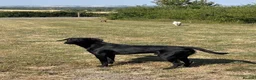 Labrador Retriever dogs for stud: KCreg Fully Health Tested compact Labrador Stud  in Wallingford - Advert 10