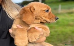 Goldador dogs for sale: Beautiful Chunky Goldador Puppies - Image 14