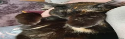 Mixed Breed cats for sale: Bella - Advert 11