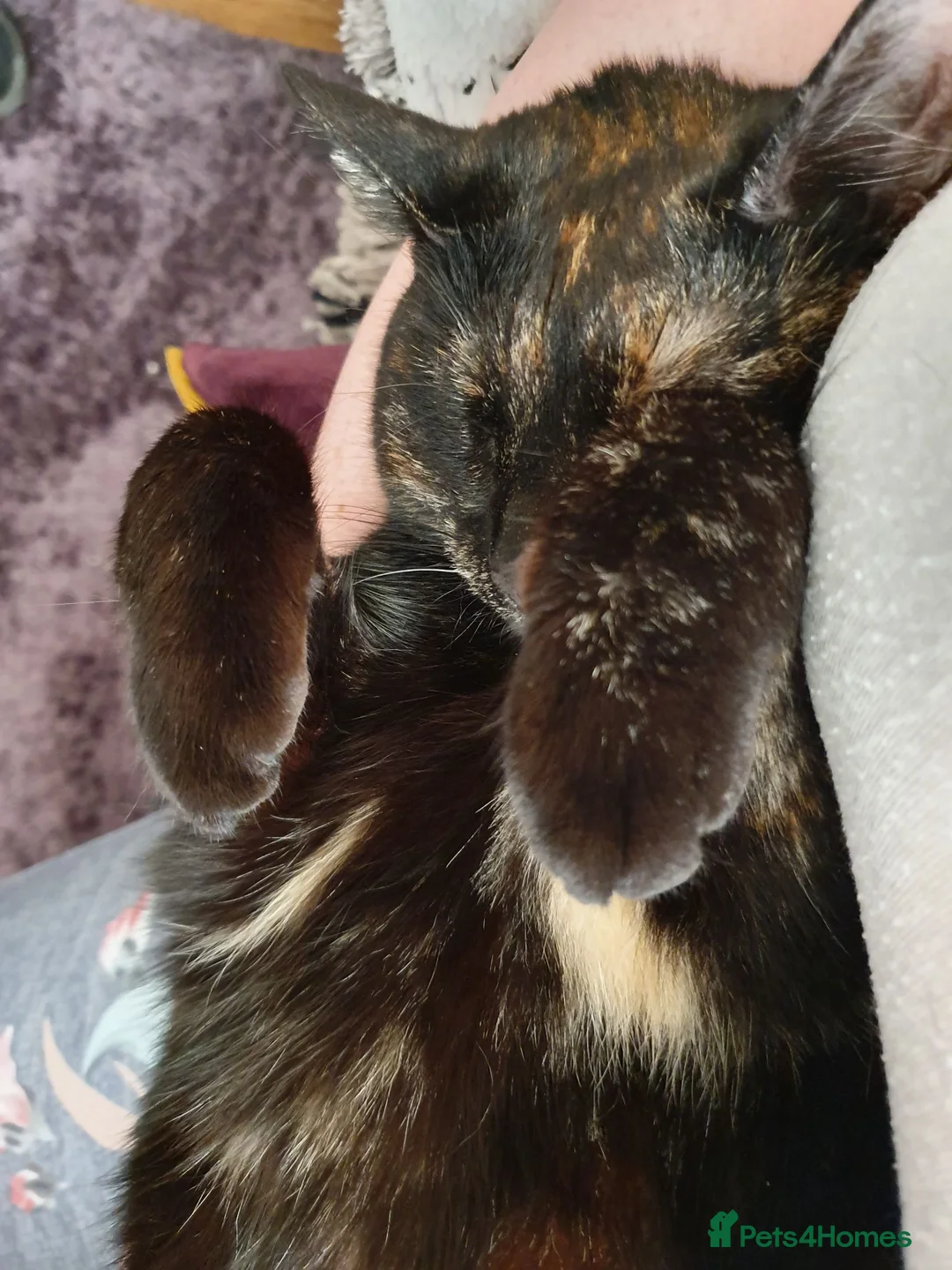 Mixed Breed cats for sale: Bella - Advert 11