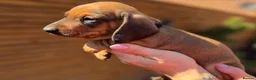 Miniature Dachshund dogs for sale: KC registered Miniature dachshunds red&shaded red - Advert 14
