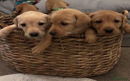 Labrador Retriever dogs for sale: 7 beautiful red fox Labrador puppies for sale.  - Image 1