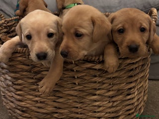 Labrador Retriever dogs - Advert 32