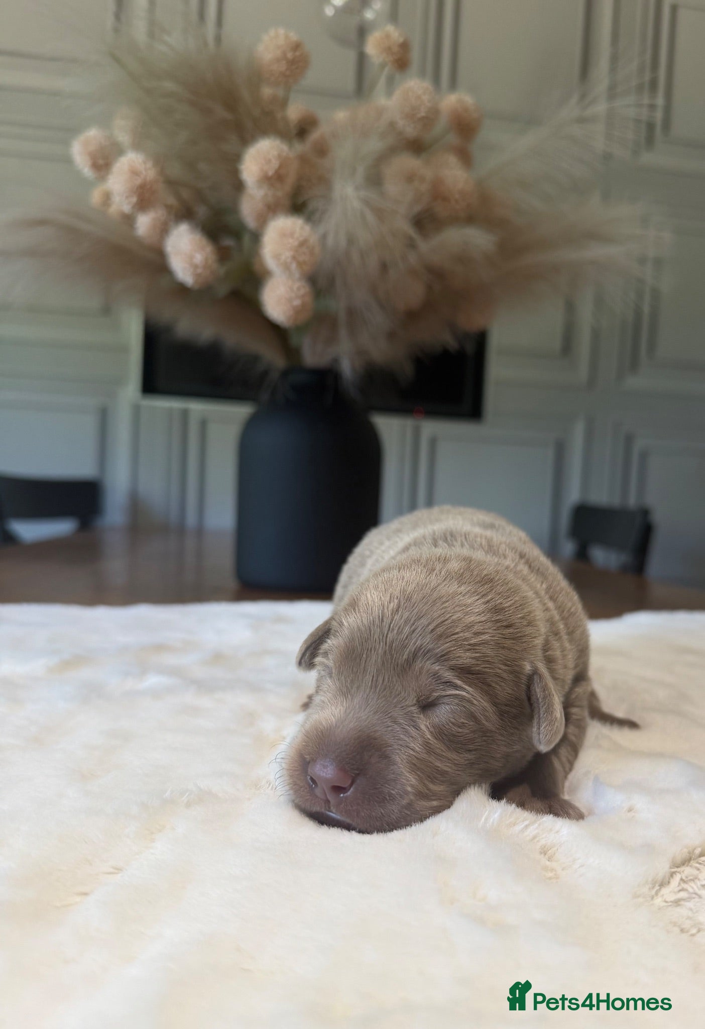 Labrador Retriever dogs Stunning Silver/Charcoal Labrador pups - Advert 2