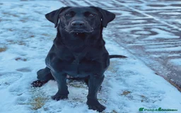 Labrador Retriever dogs for sale: Exceptional KC Reg Labradors – Black & Fox Red - Image 3