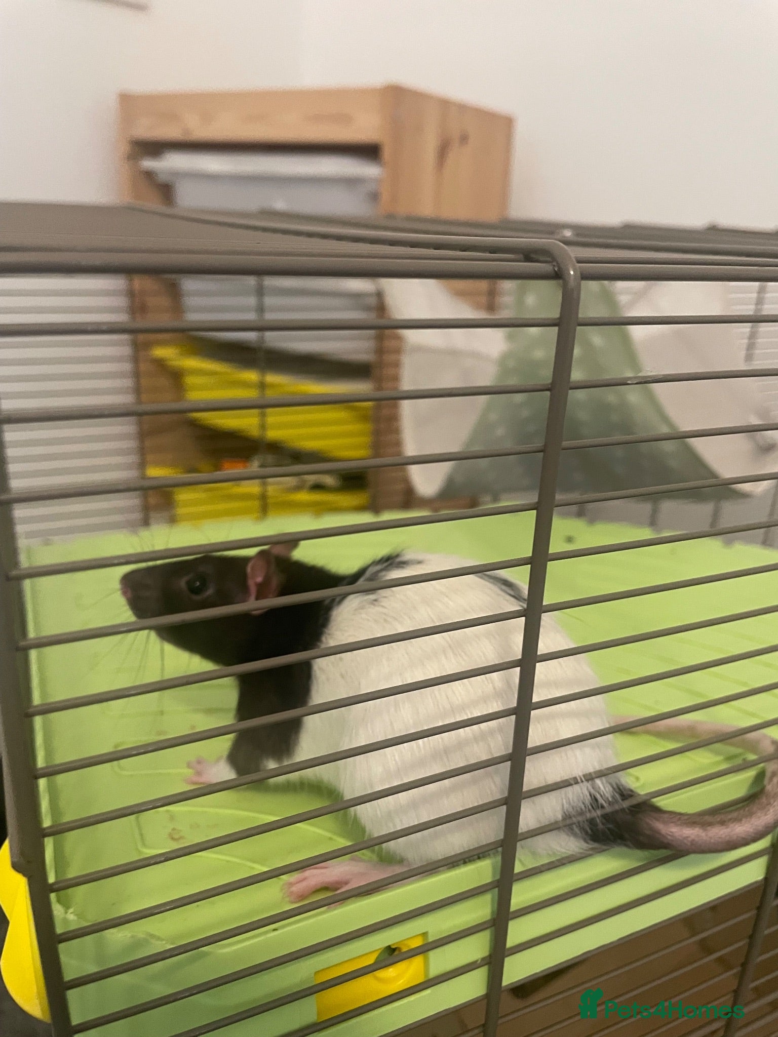 Rat rodents 2 x male rats - £15 each  - Advert 1