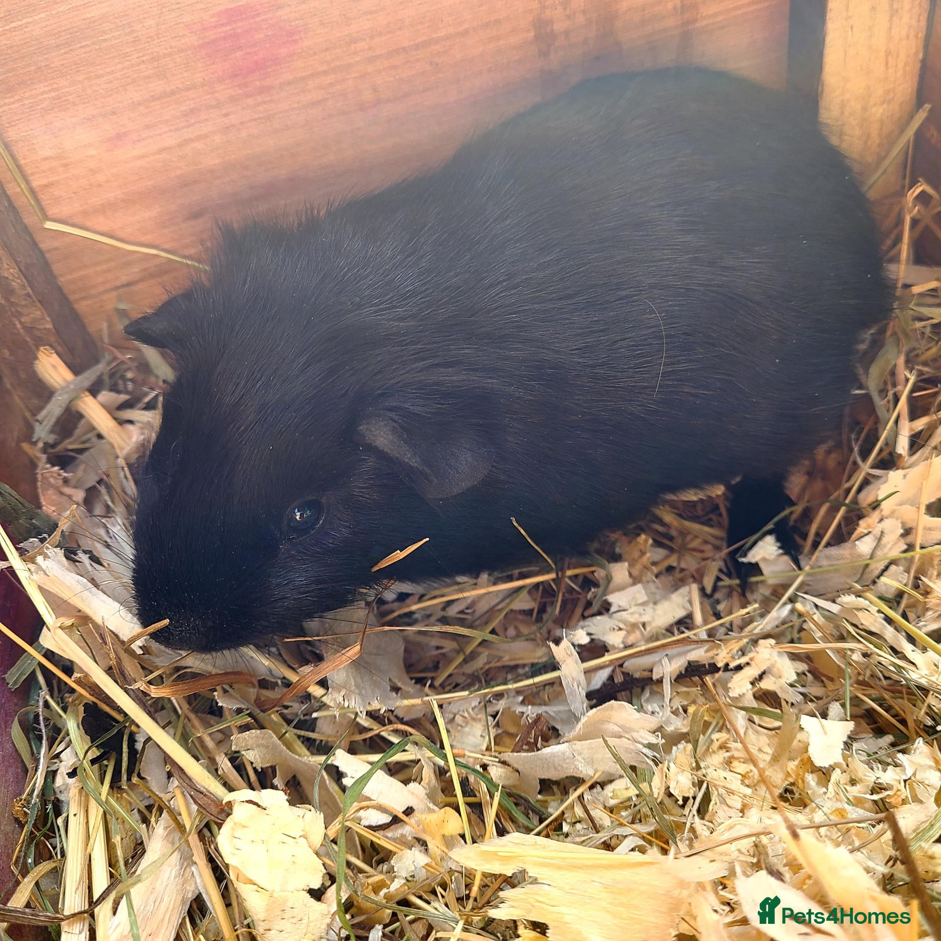 Guinea Pig rodents Guinea pIgs (Male) - Advert 9