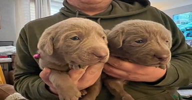Labrador Retriever dogs - Advert 15