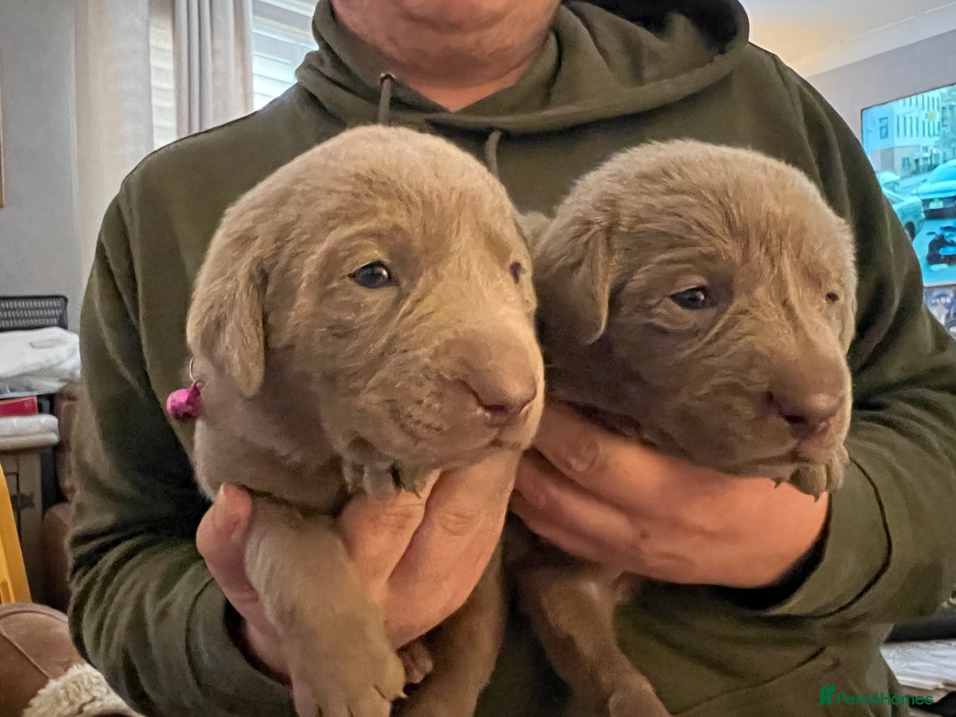 Labrador Retriever dogs for sale: Kc dna clear silver Labrador pups  - Advert 14