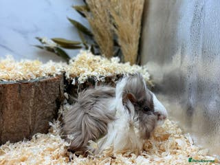 Guinea Pig rodents Multiple Guinea Pigs Available 💫💕🐹 - Advert 16