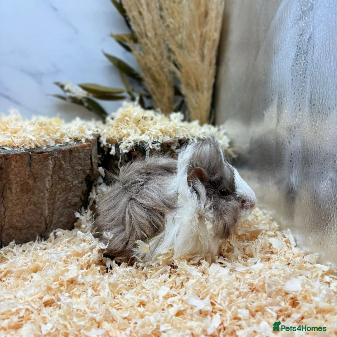 Guinea Pig rodents for sale: Multiple Guinea Pigs Available 💫💕🐹 - Advert 1