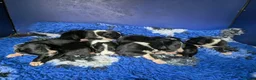 Border Collie dogs for sale: Isds registered border collie pups  - Advert 4