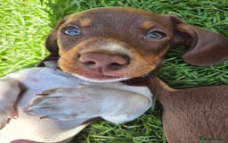 Miniature Dachshund dogs for sale: Miniature sausages Kc reg  in Wigan - Image 26