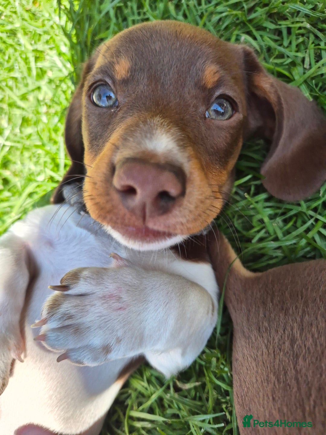 Miniature Dachshund dogs for sale: Miniature sausages Kc reg  in Wigan - Image 26