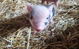 Pig livestock for sale: Micro pigs /t cup - Image 2
