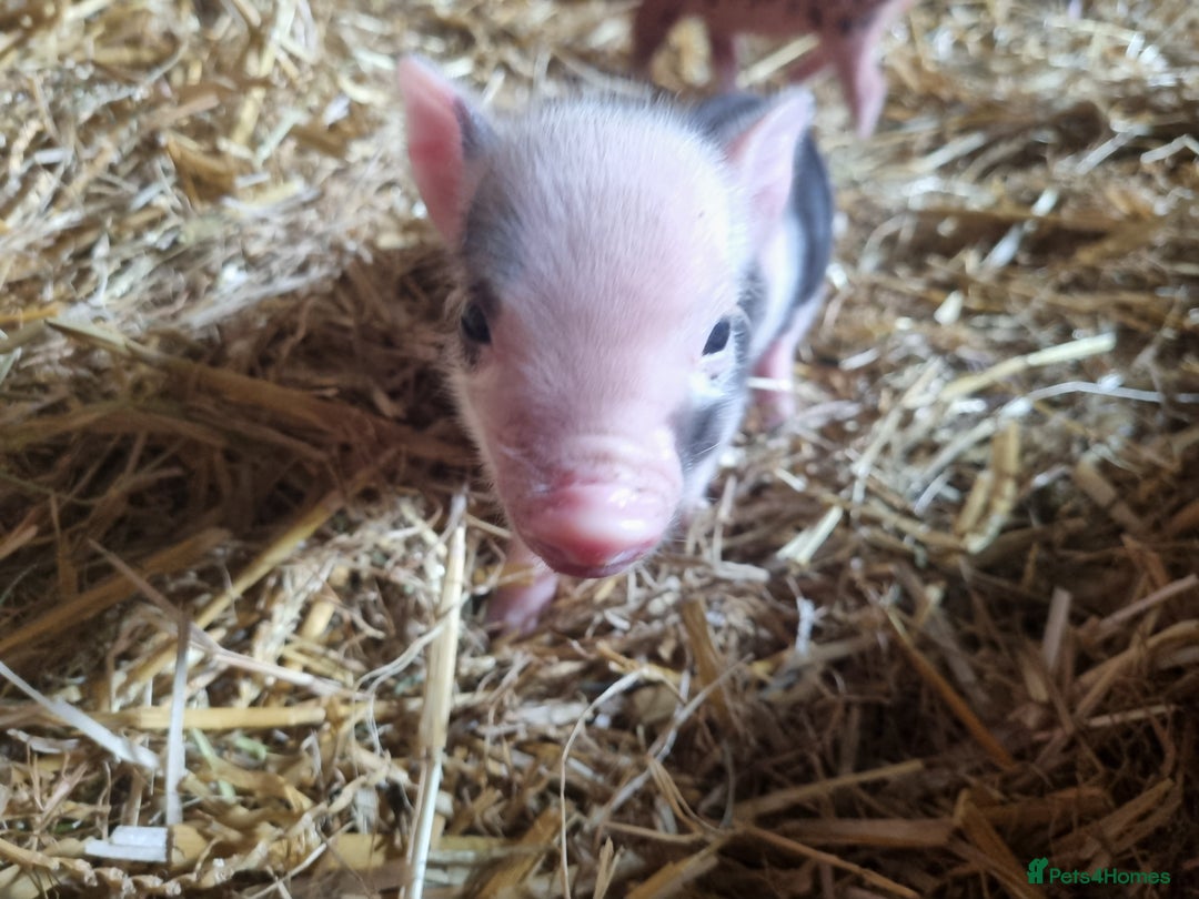 Pig livestock for sale: Micro pigs /t cup - Image 2