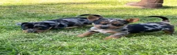 Jack Russell dogs for sale: Beautiful jackrussell pups in Preston - Advert 10