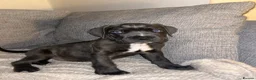 Cane Corso dogs for sale: 4 Pure Cane Corso Puppies Available Now  - Advert 4