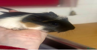 Guinea Pig rodents - Advert 8