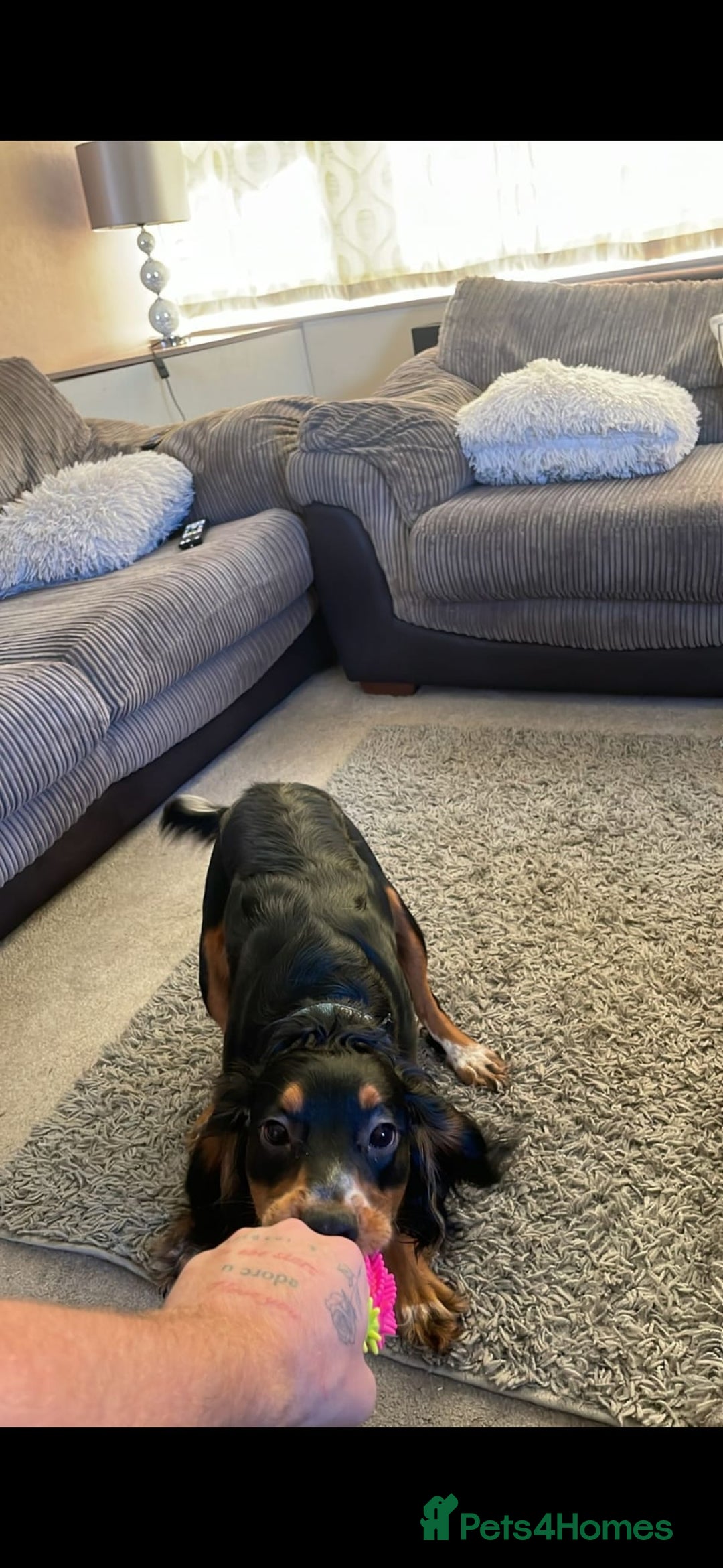 Cocker Spaniel dogs for sale: Loving crazy Cocker Spaniel - Advert 2