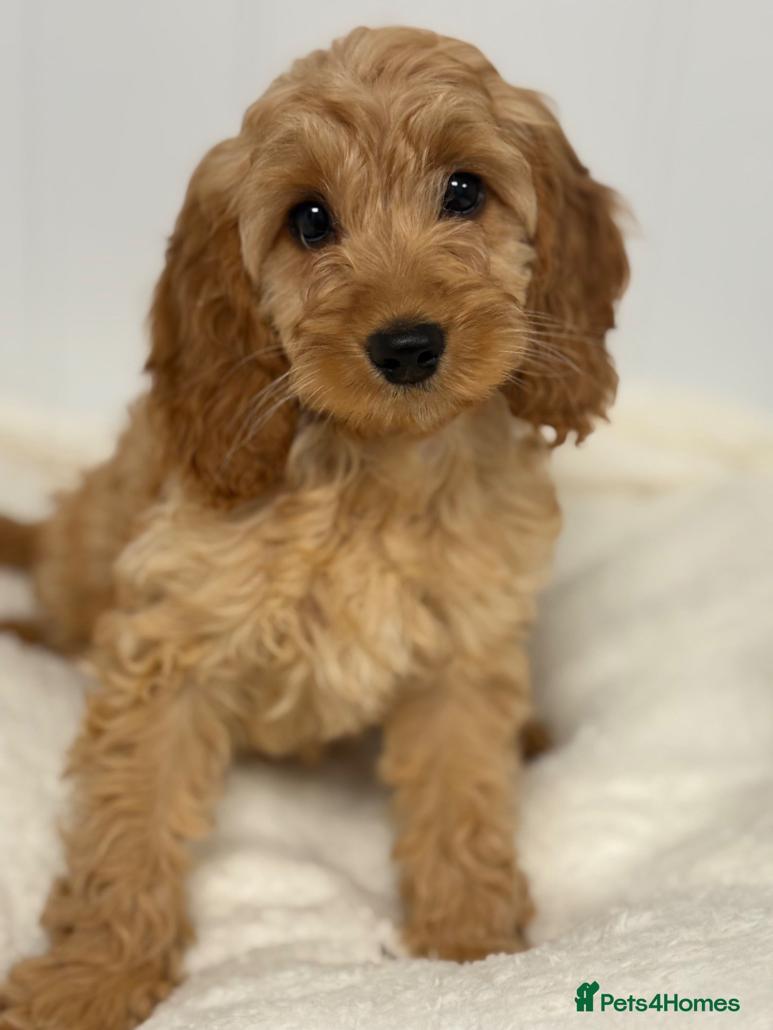 Cavapoo dogs Cavapoo puppies - Advert 2