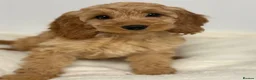 Cavapoo dogs for sale: Cavapoo puppies in Glasgow - Advert 1