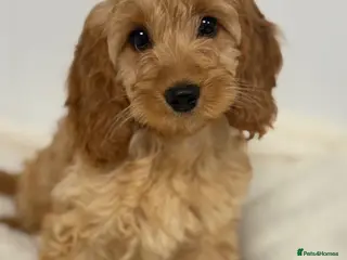 Cavapoo dogs Cavapoo puppies - Advert 2